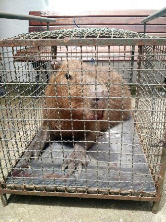 Reprodução site da Prefeitura do Rio